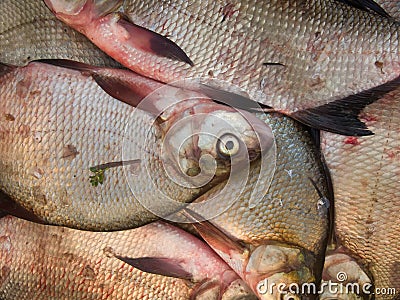 Fish fresh river Stock Photo