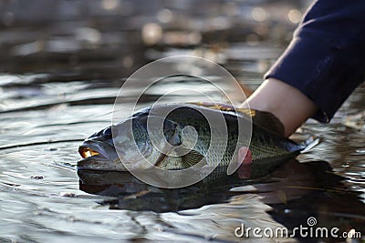 fish getting released Stock Photo