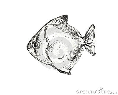 Fish. A graphical illustration of a fish drawn with a pencil. Fish on a white background. Black and white sketch. Cartoon Illustration