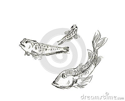 Fish. A graphical illustration of a fish drawn with a pencil. Fish on a white background. Cartoon Illustration