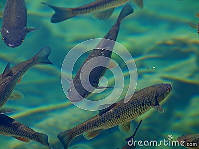 Fish in green water Stock Photo