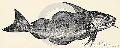 The fish - haddock (Melanogrammus aeglefinus). Cartoon Illustration