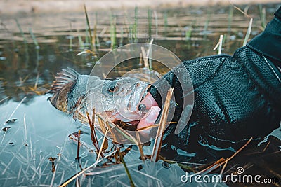 Fish in hand fisherman Stock Photo