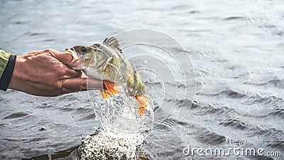 Fish in hand fisherman. Fishing Stock Photo