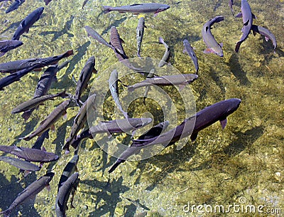 Fish hatchery Stock Photo