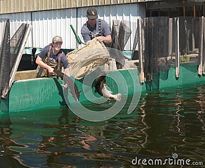 Fish Hatchery Editorial Stock Photo