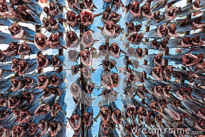 Fish hanged to dry in Norway Stock Photo