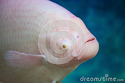 Fish head (Giant) Gourami Albino in water Stock Photo