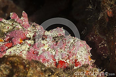 Fish hidden in the corals on the Maldives Stock Photo