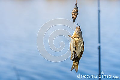Fish on a hook. Fishing hobby and leisure. Silent hunting Stock Photo
