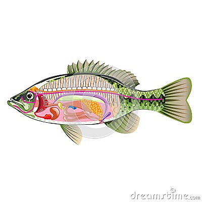 Fish Internal Organs Vector Art Diagram Anatomy Without
