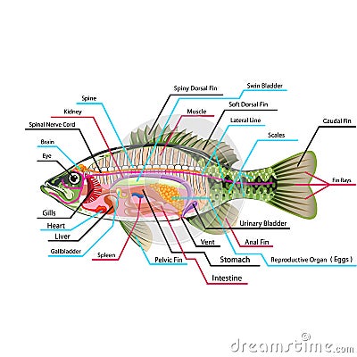 Fish internal organs Vector Art diagram Anatomy with Labels Vector Illustration