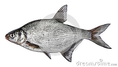 Fish isolated on white background. Common river bream. Side view. Stock Photo