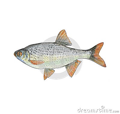 Fish isolatedon the black background Vector Illustration