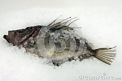 Fish John Dory Stock Photo