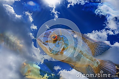 Fish jumping out of water. Creative freedom concept. Free spirit, blue sky swiming Stock Photo