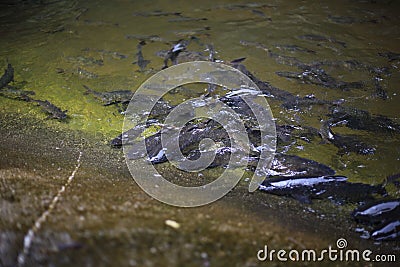 Fish in Khao Cha Mao Waterfall Stock Photo