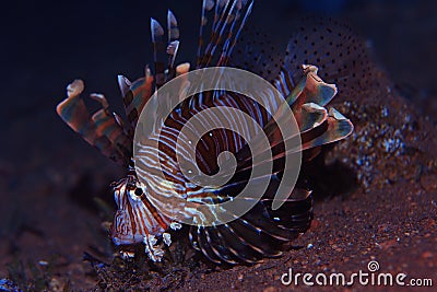 Fish lionfish underwater portrait Stock Photo