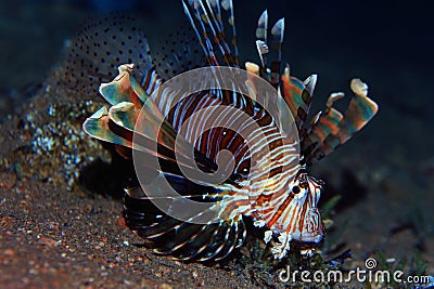 Fish lionfish underwater portrait Stock Photo