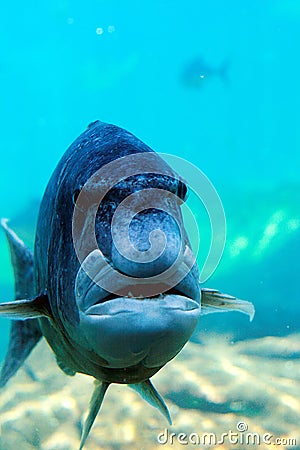 Fish Looks Like Human Face Stock Images - Image: 4548584