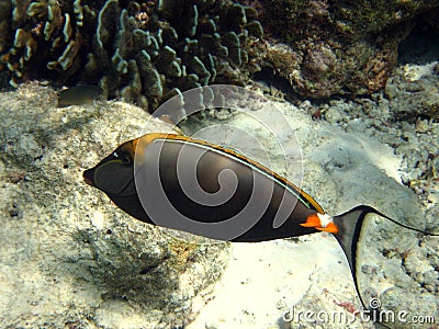 Fish : Maldivian Naso Tang Stock Photo