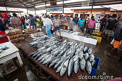 Fish market. Negombo, Sri Lanka Editorial Stock Photo