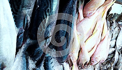 Fish at market Small and big fishes to sale Stock Photo