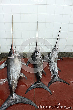 Fish market: swordfish Stock Photo