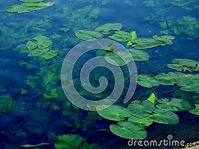 Fish in the mirror-clear lake water. Israel. Rosh ha hain. Stock Photo