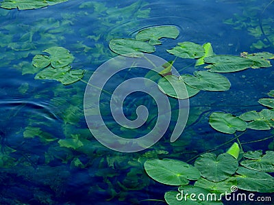 Fish in the mirror-clear lake water. Israel. Rosh ha hain. Stock Photo