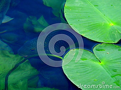 Fish in the mirror-clear lake water. Israel. Rosh ha hain. Stock Photo