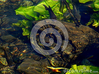 Fish in the mirror-clear lake water. Israel. Rosh ha hain. Stock Photo