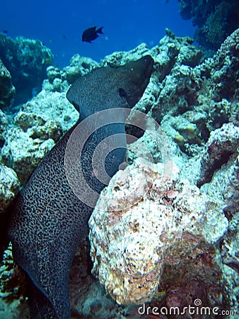 Fish Murena Stock Photo