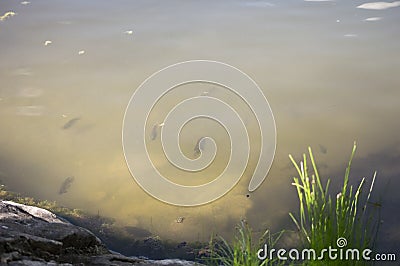 Fish in Murky Water Stock Photo