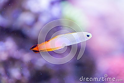 Nemateleotris decora - Elegant firefish Stock Photo