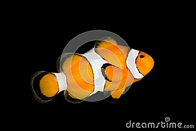 Fish nemo Stock Photo