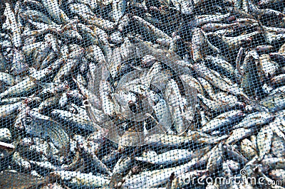 Fish net Stock Photo