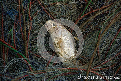 Fish on the net Stock Photo