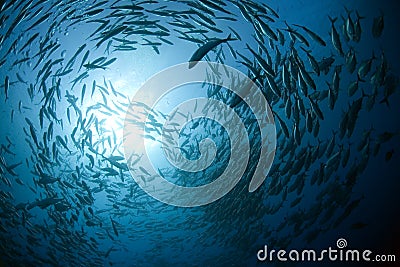 Fish in the ocean Stock Photo