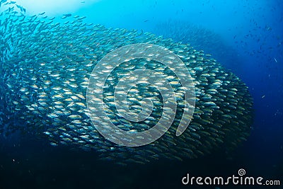 Fish in ocean . School of fishes Yellow-stripe scad, Thinscaled Stock Photo