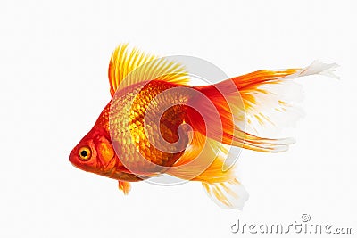 Fish. Orange Gold Fish Isolated on White Background Stock Photo