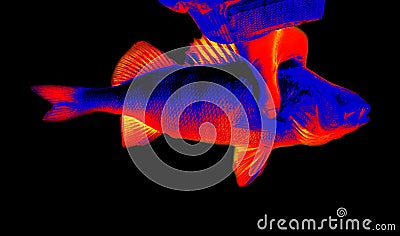 Fish perch close-up in scientific high-tech thermal imager Stock Photo