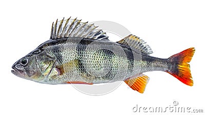 Fish perch with scales, fresh raw isolated Stock Photo