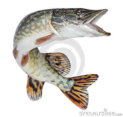 Fish pike isolated. Freshwater alive river fish with scales Stock Photo