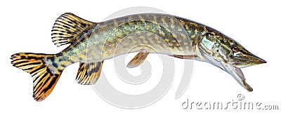 Fish pike isolated on white background Stock Photo