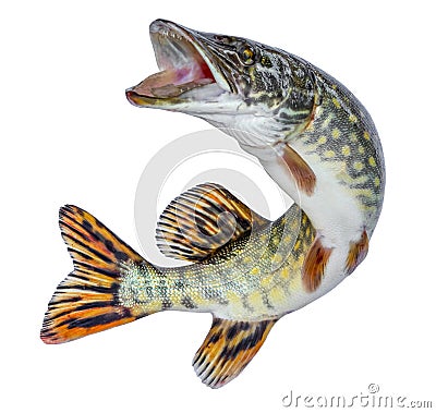 Fish pike. Jumping out of the water. Emblem isolated on a white background Stock Photo