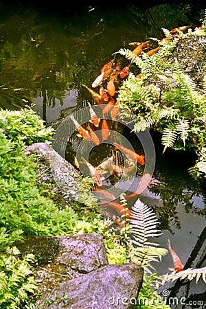 Fish Pond Stock Photo