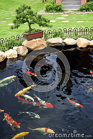 A fish pond in garden Stock Photo