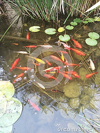 Fish pond koi garden waterlake Stock Photo