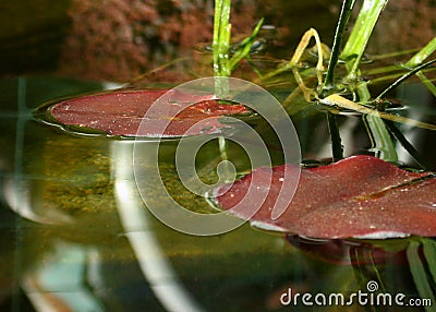 Fish Pond Lily Pads Stock Photo